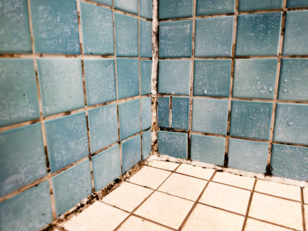 Trusted Pendleton, IN Mold Removal Experts