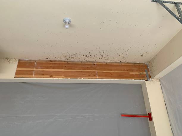 Best Airborne Mold Testing  in Pendleton, IN